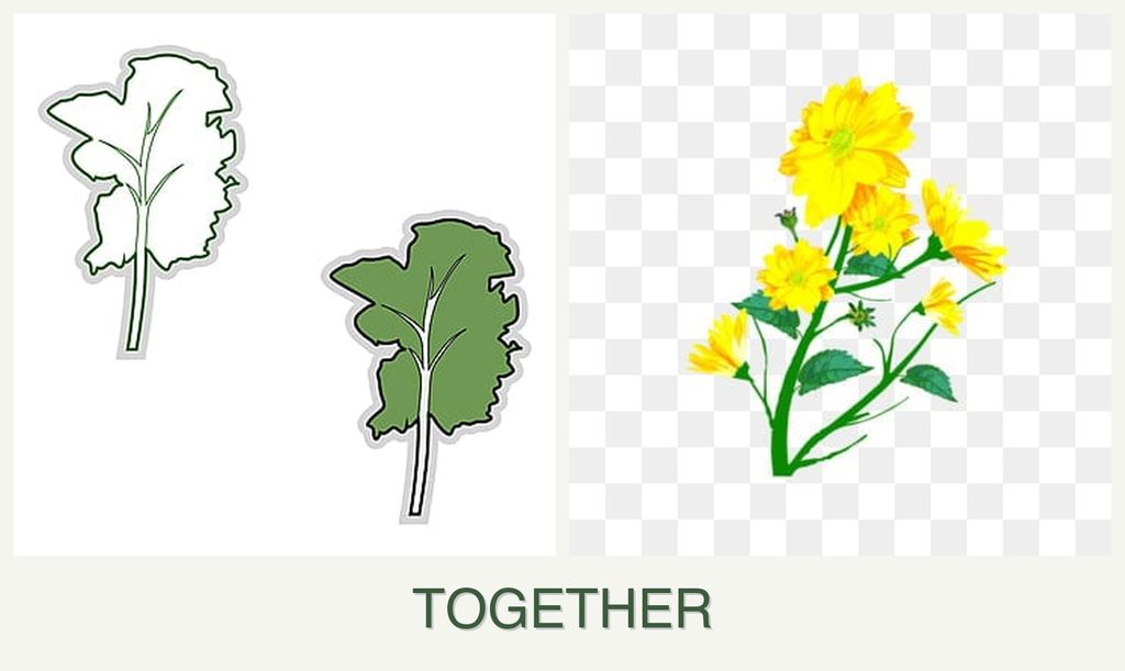 Can you plant kale and calendula together?