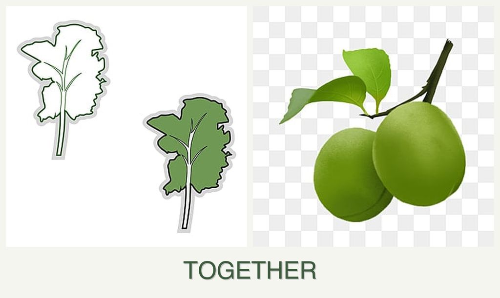Can you plant kale and plums together?