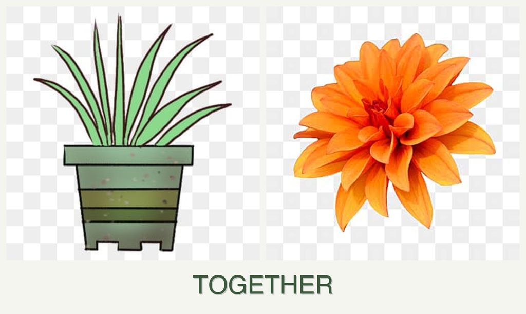 Can you plant lemongrass and dahlias together?