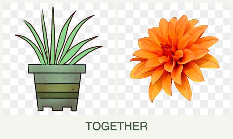 Can you plant lemongrass and dahlias together?