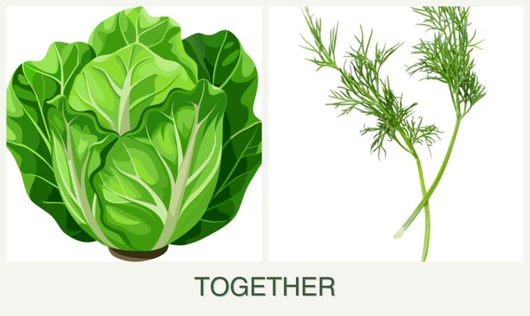 Can you plant lettuce and dill together?