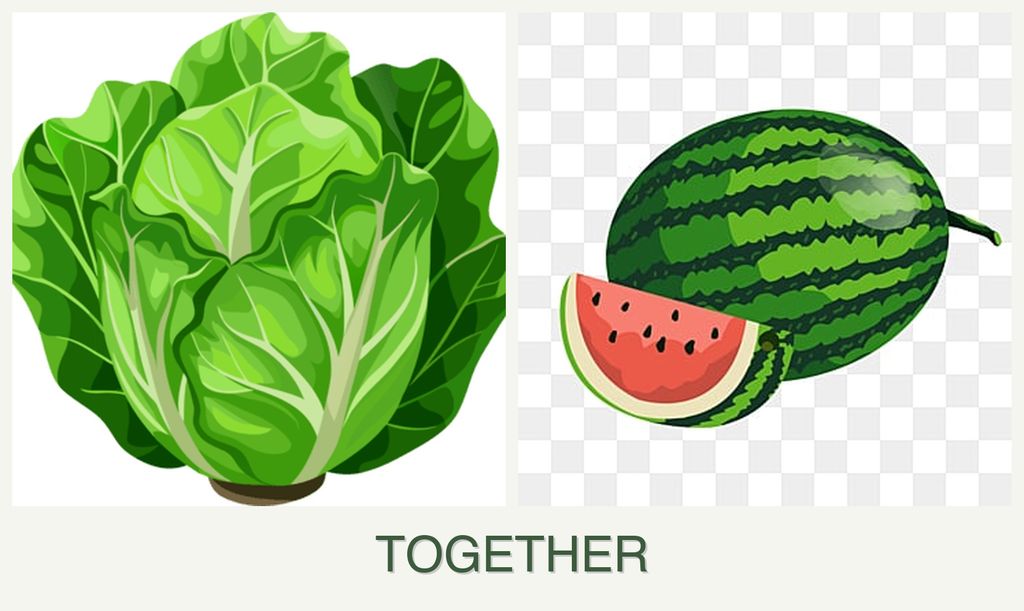 Can you plant lettuce and melons together?