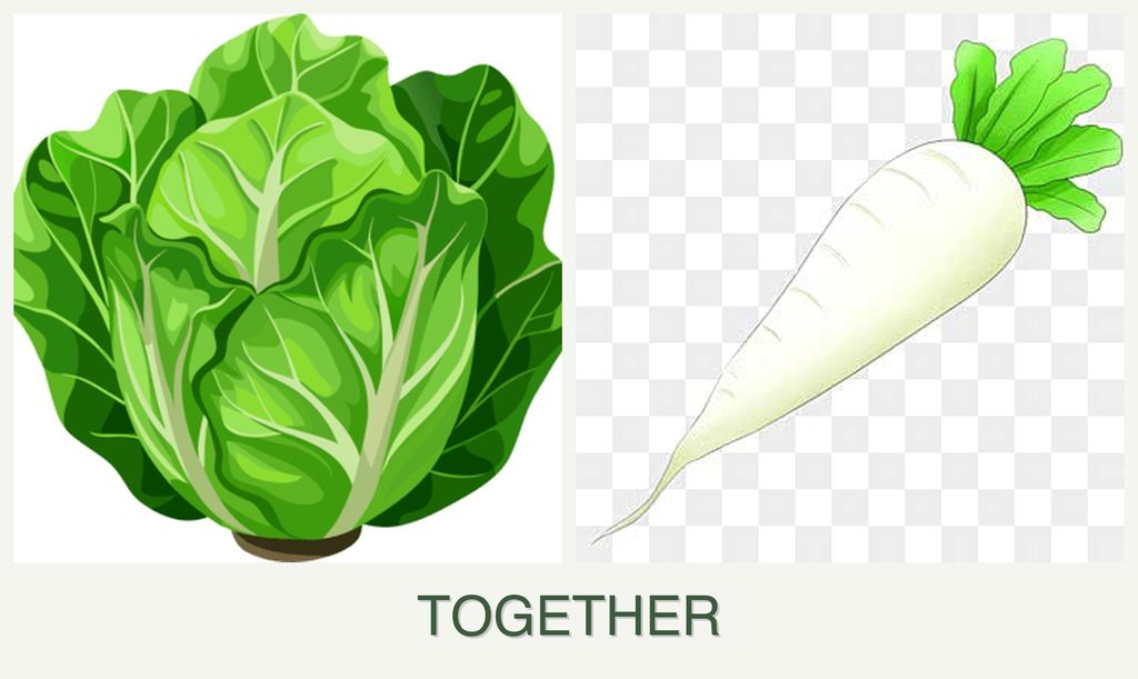 Can you plant lettuce and radishes together?