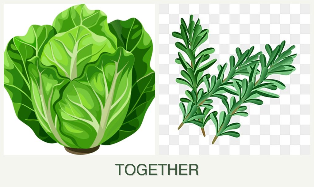Can you plant lettuce and rosemary together?