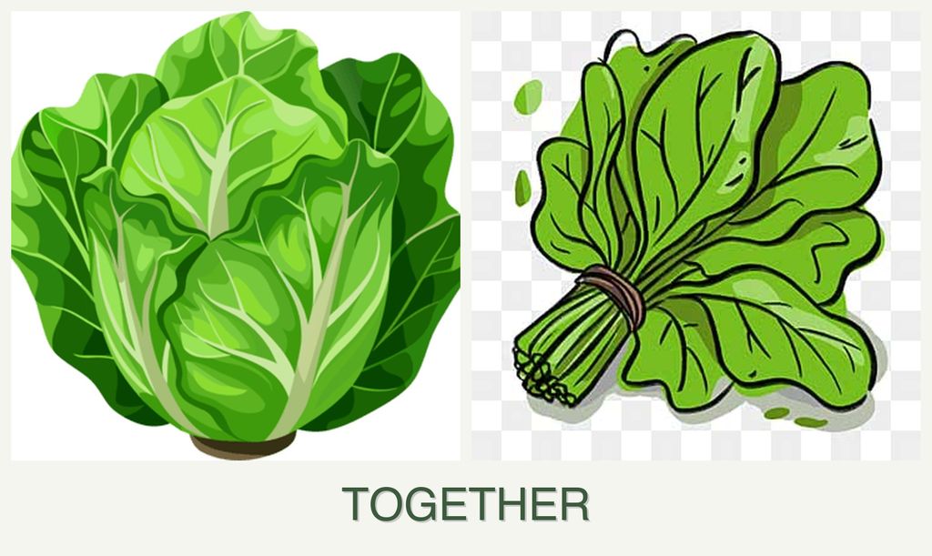 Can you plant lettuce and spinach together?