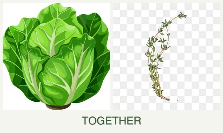 Can you plant lettuce and thyme together?