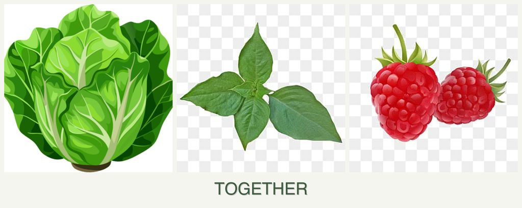 Can you plant lettuce, basil and raspberries together?