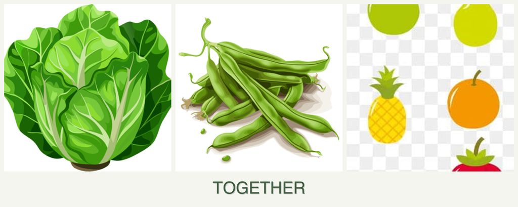 Can you plant lettuce, beans and pears together?