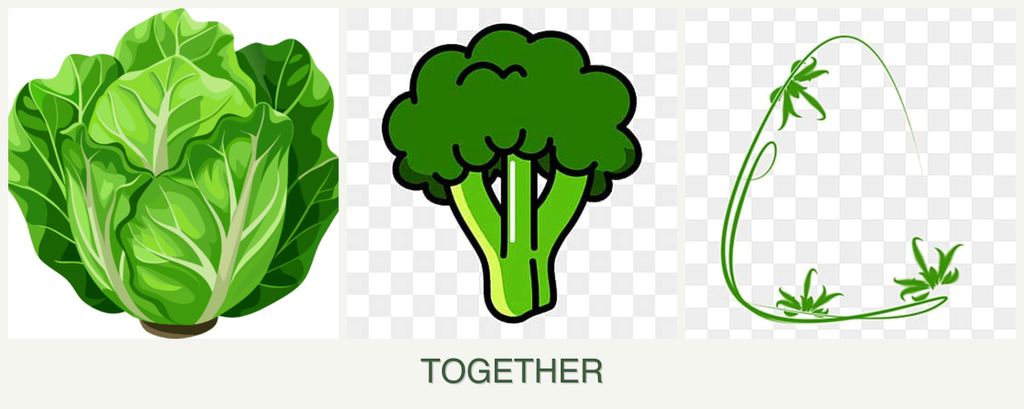 Can you plant lettuce, broccoli and tarragon together?