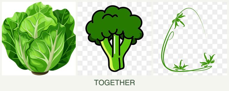 Can you plant lettuce, broccoli and tarragon together?