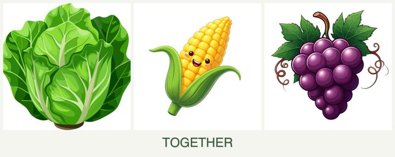 Can you plant lettuce, corn and grapes together?