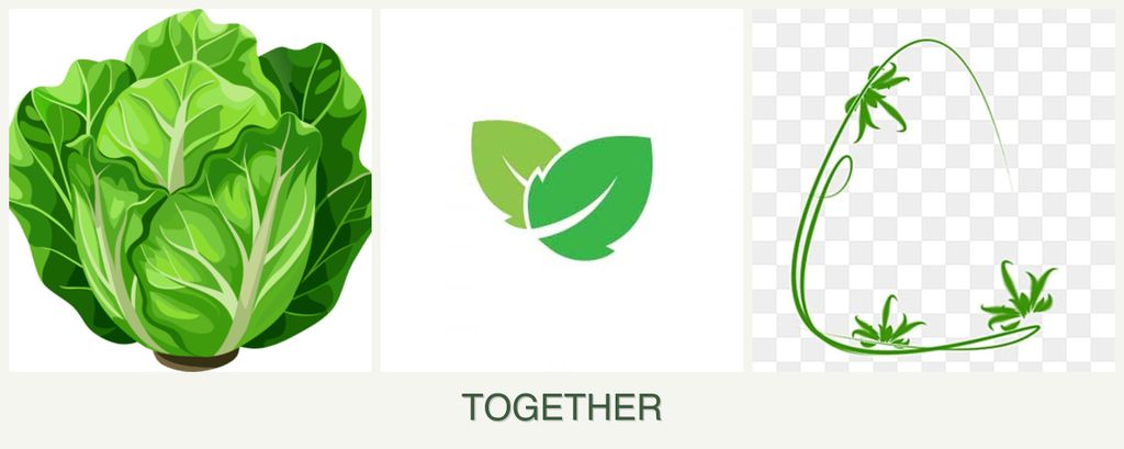 Can you plant lettuce, mint and tarragon together?