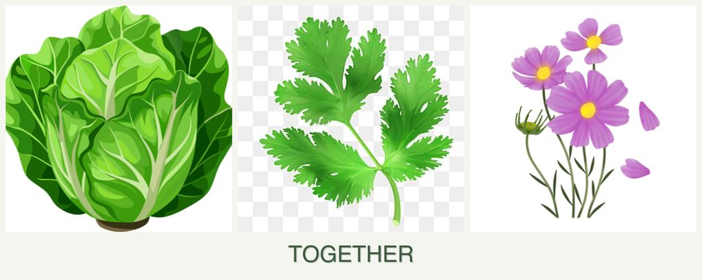 Can you plant lettuce, parsley and cosmos together?