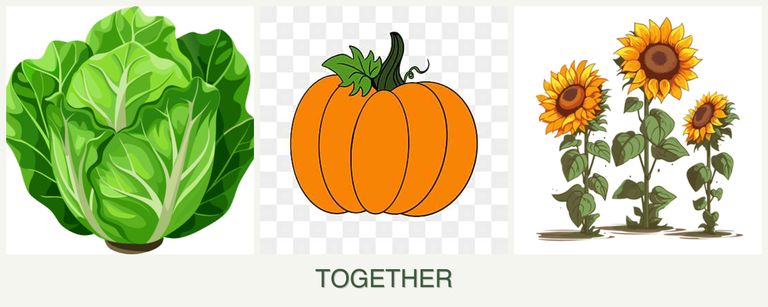 Can you plant lettuce, pumpkin and sunflowers together?