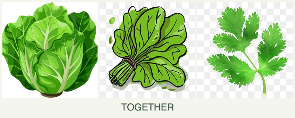 Can you plant lettuce, spinach and parsley together?