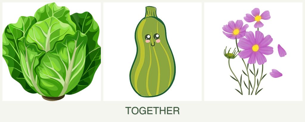 Can you plant lettuce, zucchini and cosmos together?