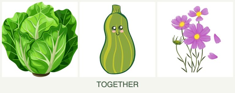 Can you plant lettuce, zucchini and cosmos together?