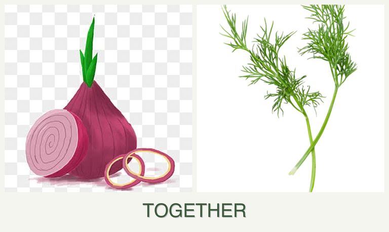 Can you plant onions and dill together?