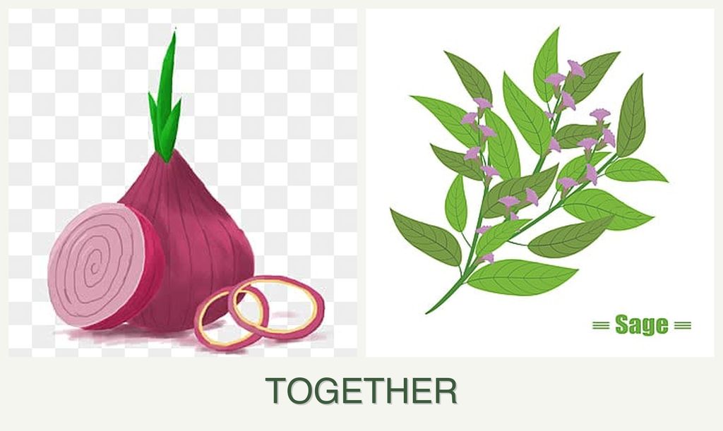 Can you plant onions and sage together?