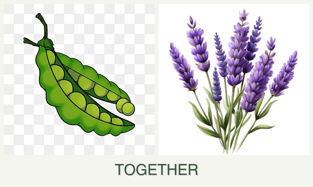 Can you plant peas and lavender together?