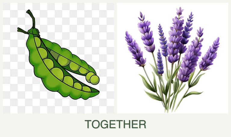 Can you plant peas and lavender together?