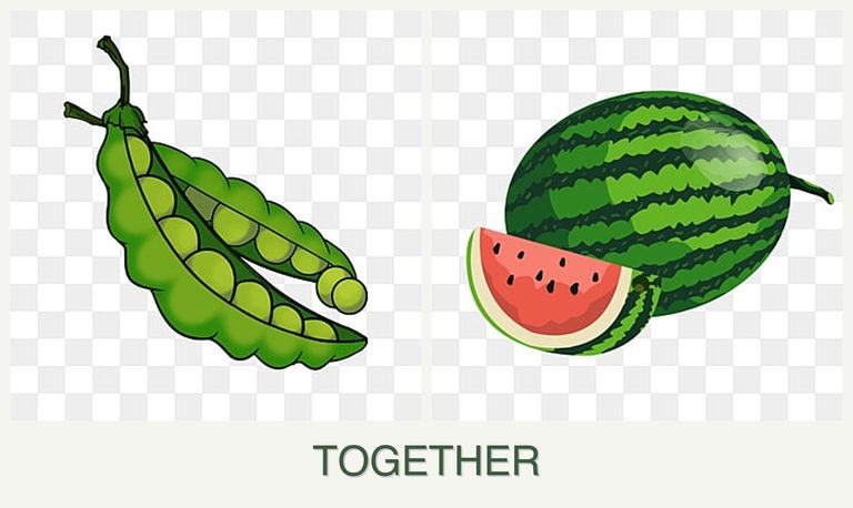 Can you plant peas and melons together?