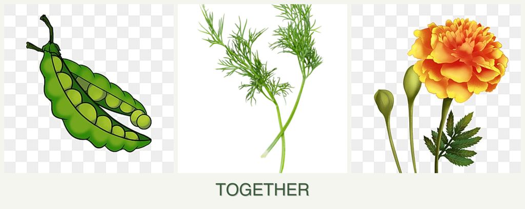 Can you plant peas, dill and marigolds together?