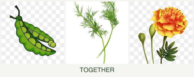 Can you plant peas, dill and marigolds together?