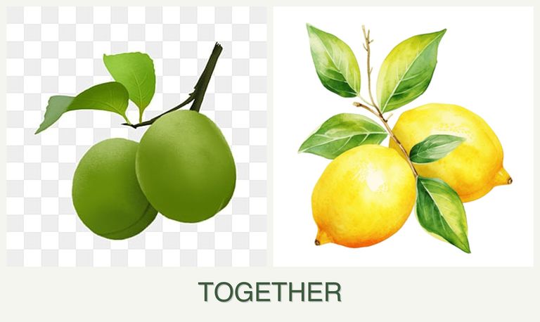 Can you plant plums and lemons together?