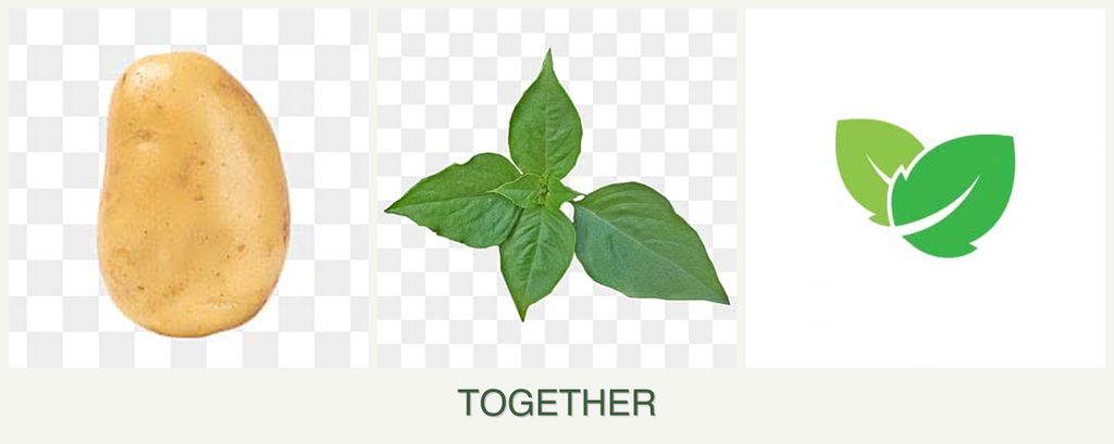 Can you plant potatoes, basil and mint together?