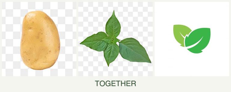 Can you plant potatoes, basil and mint together?