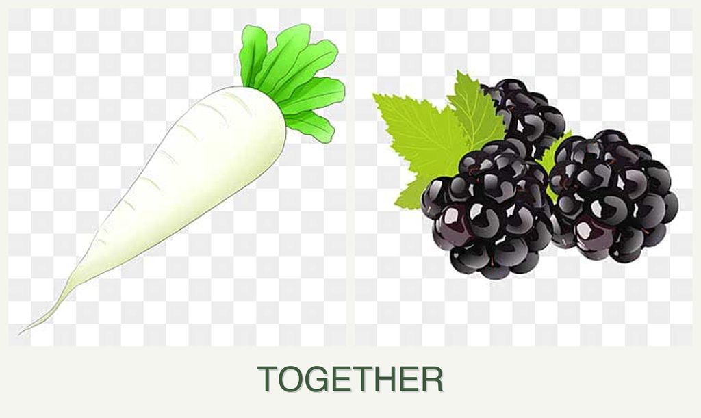 Can you plant radishes and blackberries together?