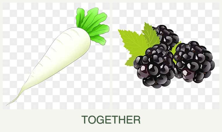 Can you plant radishes and blackberries together?