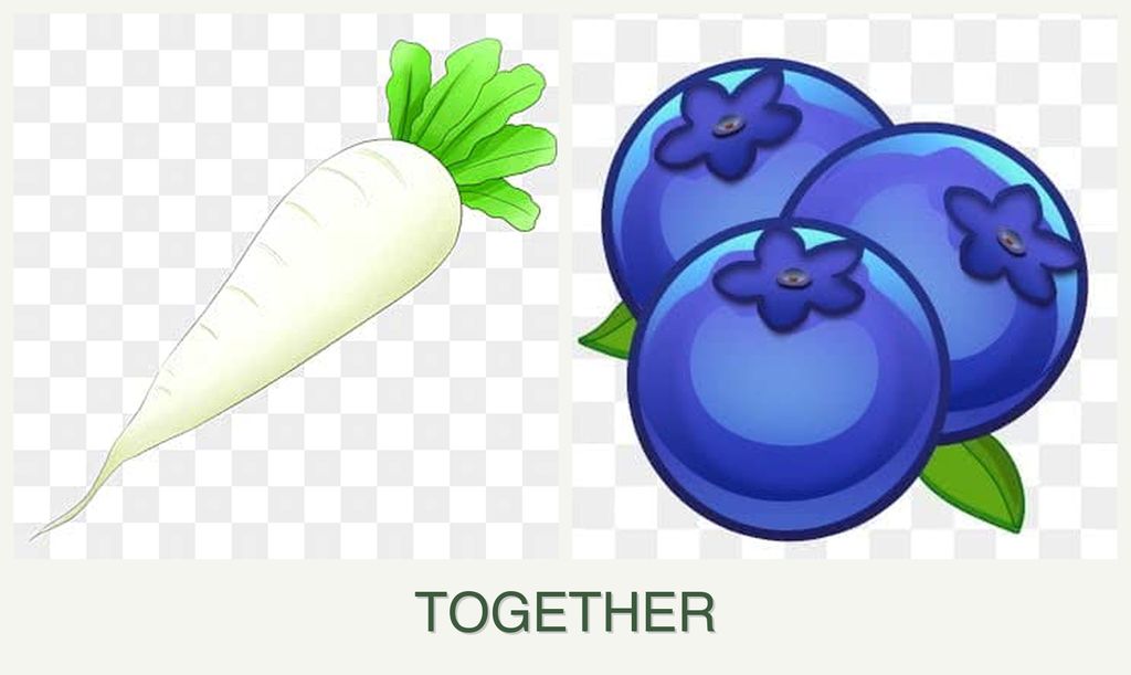 Can you plant radishes and blueberries together?