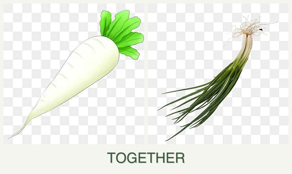 Can you plant radishes and chives together?