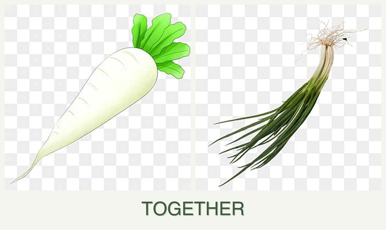 Can you plant radishes and chives together?