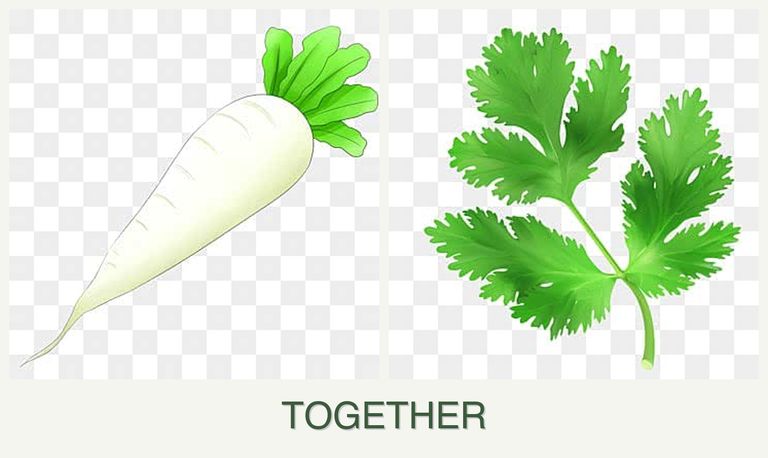 Can you plant radishes and parsley together?