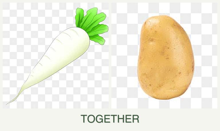 Can you plant radishes and potatoes together?