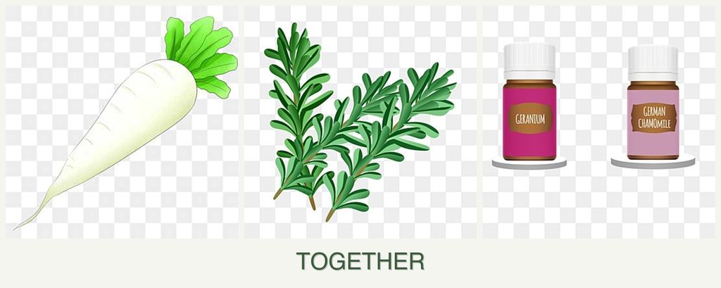 Can you plant radishes, rosemary and geraniums together?