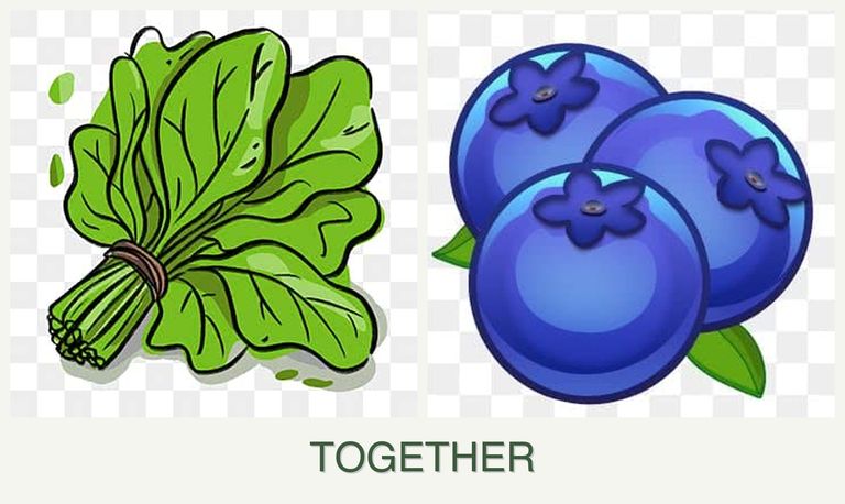 Can you plant spinach and blueberries together?
