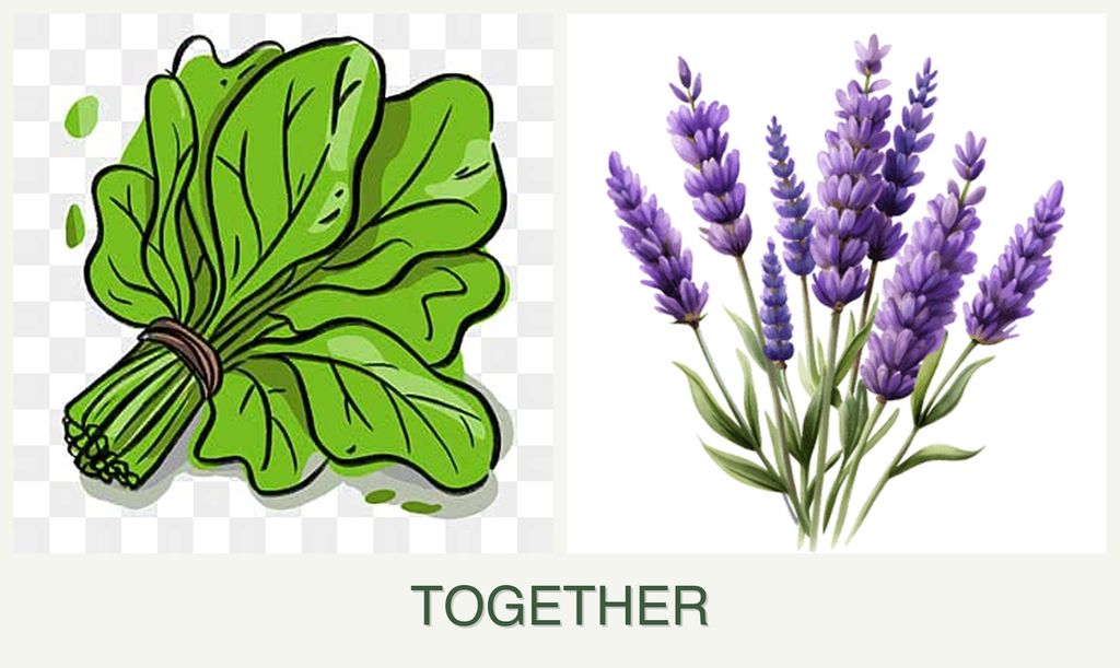 Can you plant spinach and lavender together?