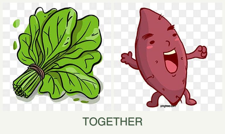 Can you plant spinach and sweet potatoes together?