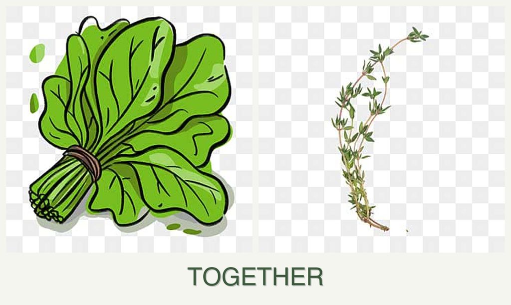 Can you plant spinach and thyme together?