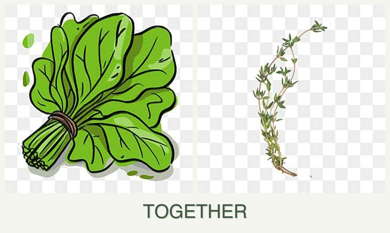 Can you plant spinach and thyme together?