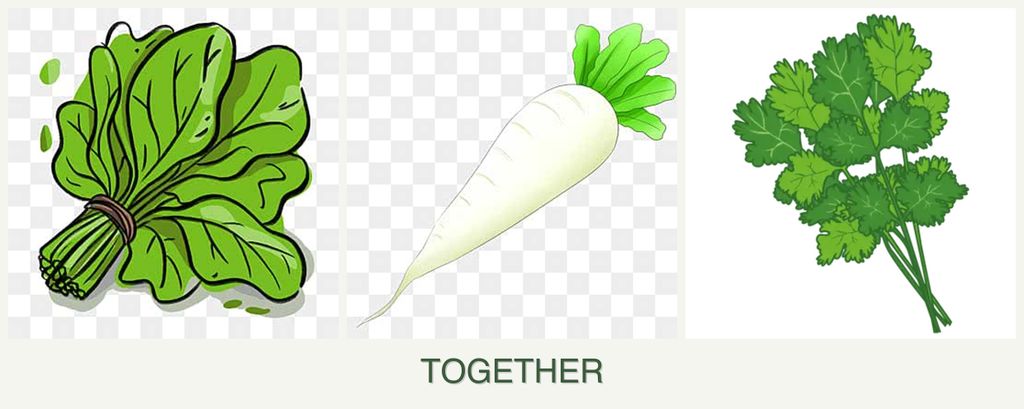 Can you plant spinach, radishes and cilantro together?