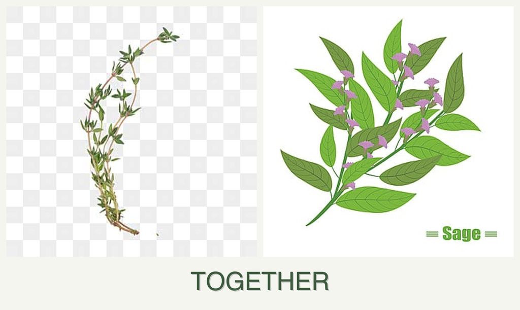 Can you plant thyme and sage together?