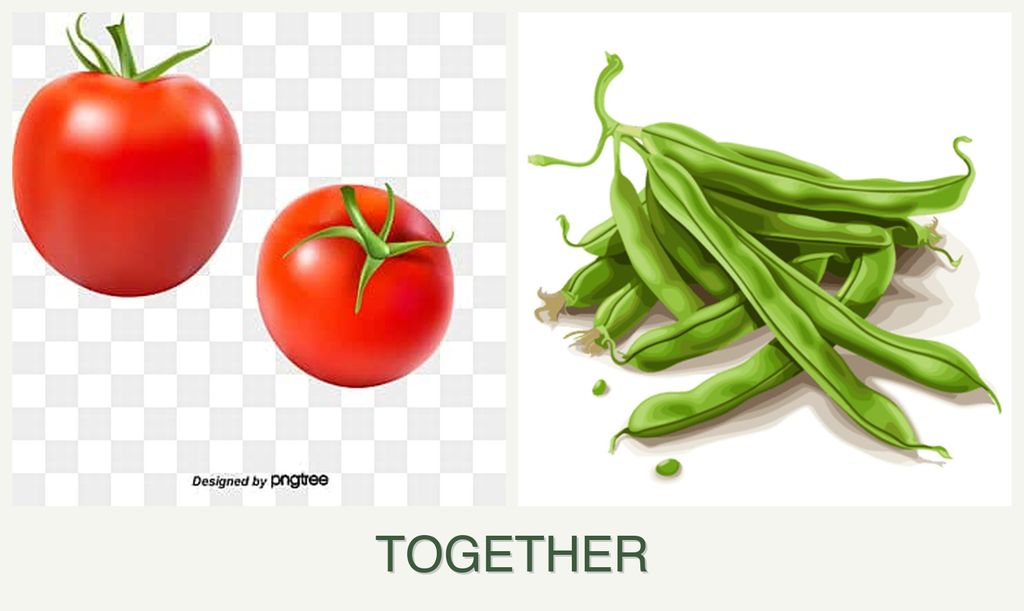 Can you plant tomatoes and beans together?