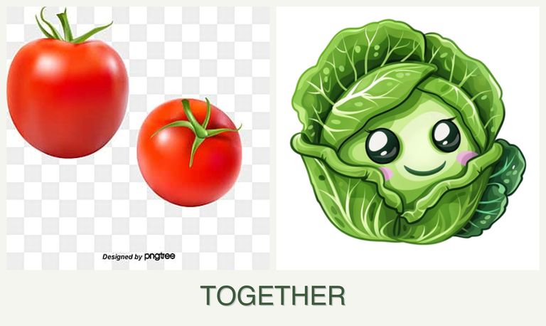 Can you plant tomatoes and cabbage together?