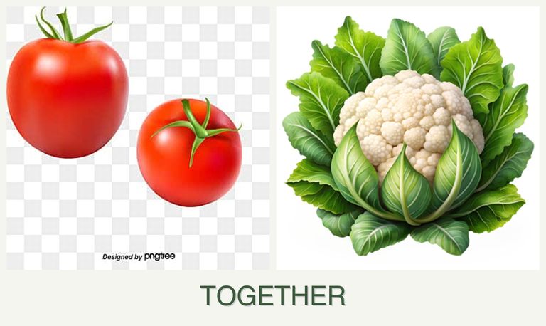 Can you plant tomatoes and cauliflower together?