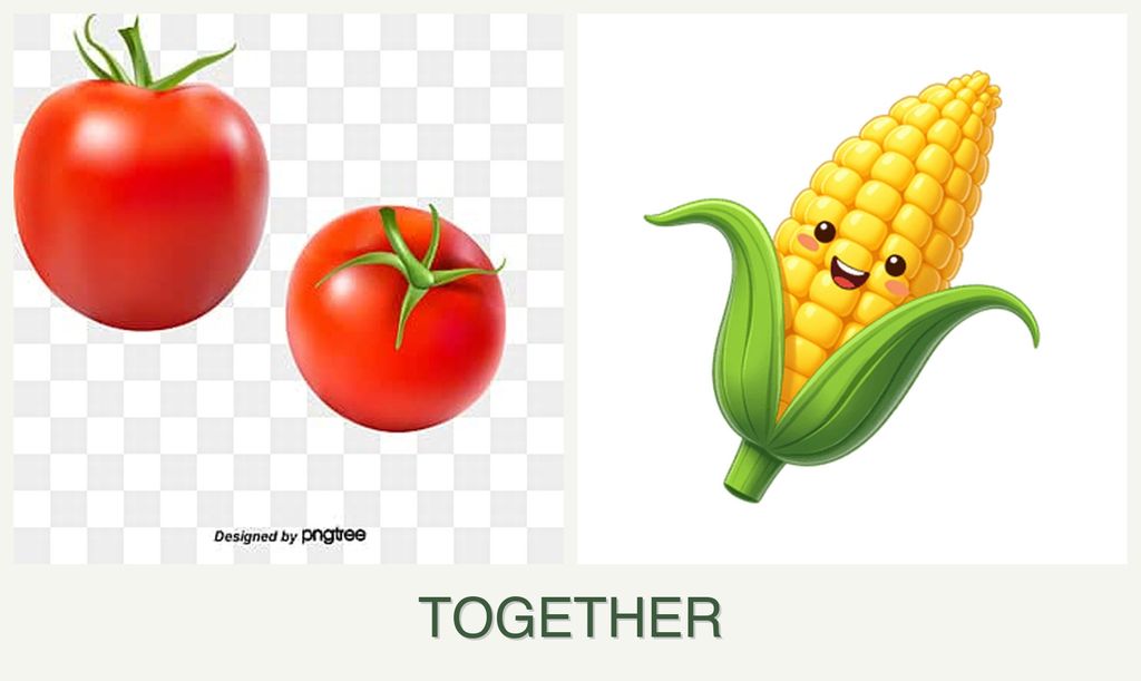 Can you plant tomatoes and corn together?